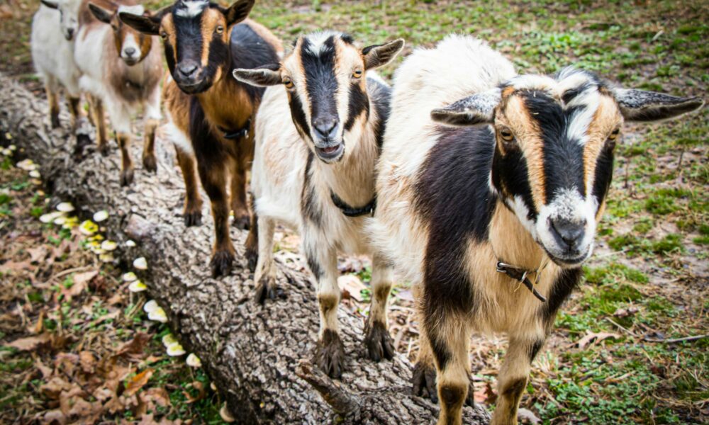 Life & Work with Kathryn and Russell Bush - Voyage Memphis Magazine